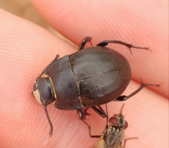 Erodius dejeani