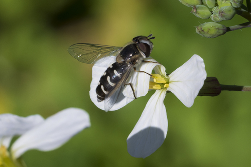 Unknown species found near Orange County, CA, USA