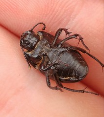 Erodius dejeani