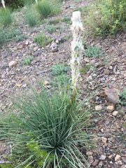 Asphodeline taurica