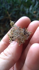 Teloschistes exilis