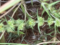 Crassula lanceolata transvaalensis