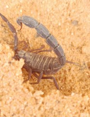 Androctonus bicolor