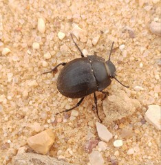 Erodius dejeani