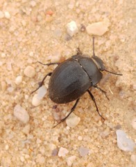 Erodius dejeani