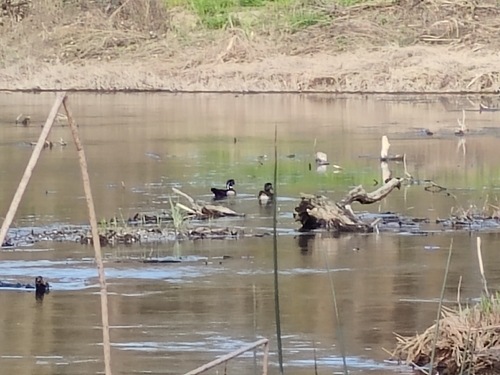 Aix sponsa observed by oliver_yung