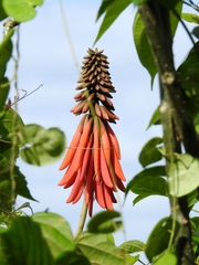 Erythrina folkersii