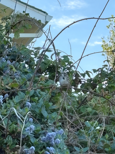 Song Sparrow observed by transitionalfossil