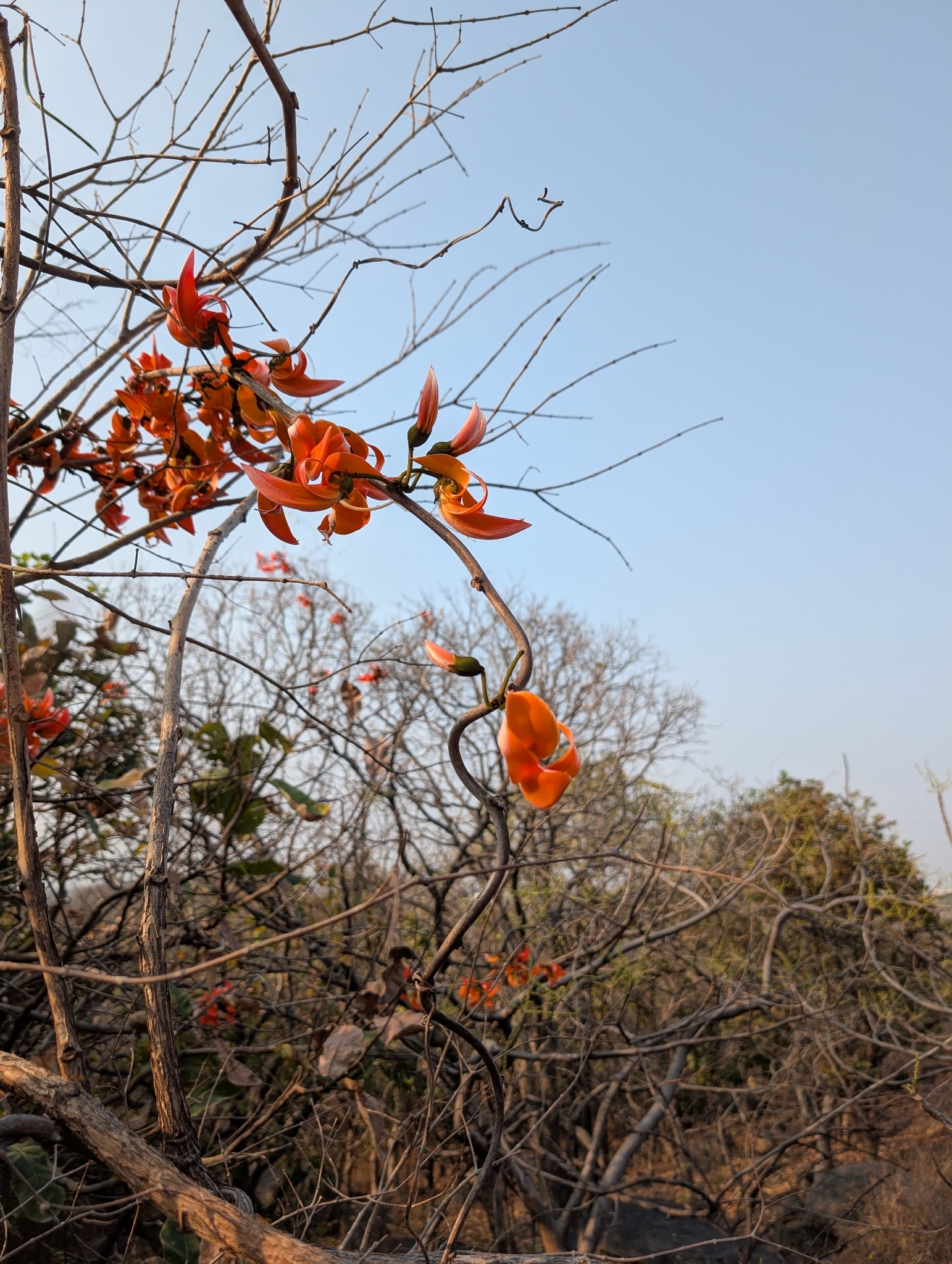 Climbing Palas (Butea superba)