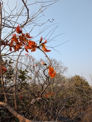 (c) Ravuri Krishna Chaitanya, some rights reserved (CC BY) Butea superba, photograph (c) Ravuri Krishna Chaitanya, some rights reserved (CC BY)