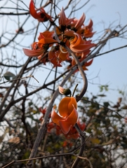 (c) Ravuri Krishna Chaitanya, some rights reserved (CC BY) Butea superba, photograph (c) Ravuri Krishna Chaitanya, some rights reserved (CC BY)