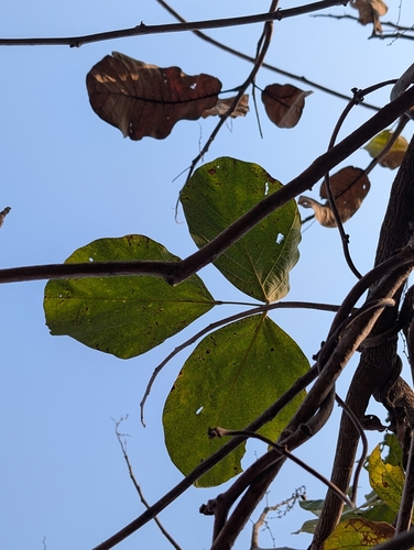 Butea superba, photograph 3