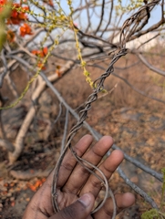 Butea superba, photograph (c) Ravuri Krishna Chaitanya, some rights reserved (CC BY)