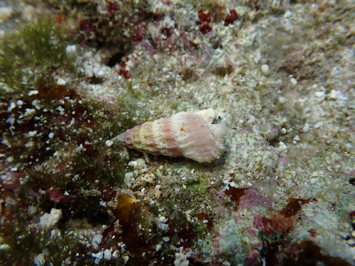 Cerithium columna observed 2026-03-02