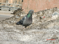 Columba livia domestica