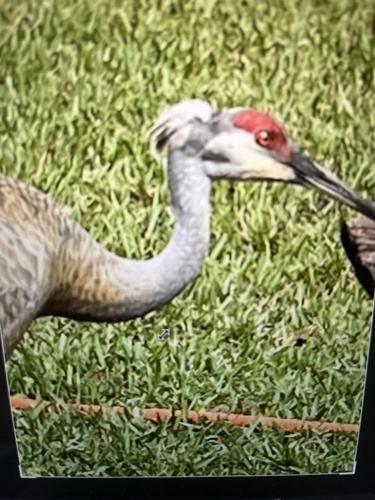 Sandhill Crane