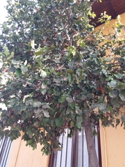 Beilschmiedia miersii