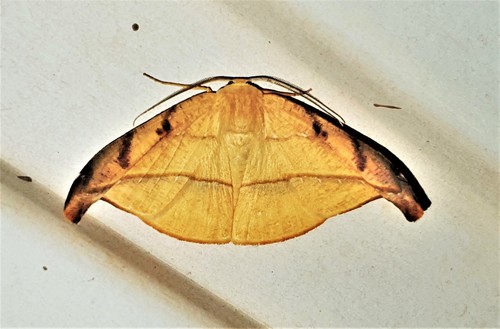 Patalene luciata
