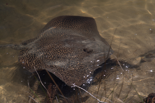 Himantura australis