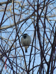 Passer domesticus