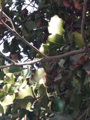 Beilschmiedia miersii