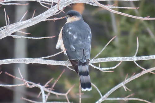 Sharp-shinned Hawk observed by keereweer