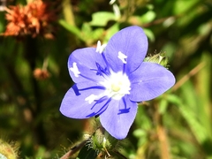 Hydrolea spinosa