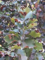 Beilschmiedia miersii