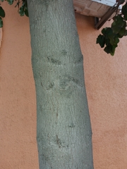 Beilschmiedia miersii