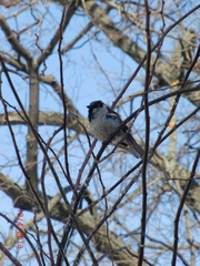 Passer domesticus