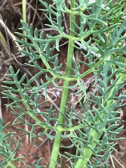 Afrosciadium magalismontanum