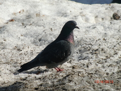 Columba livia domestica