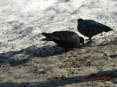 Columba livia domestica