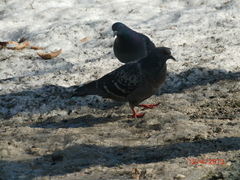 Columba livia domestica
