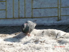 Columba livia domestica
