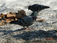 Columba livia domestica