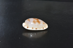 Talostolida pellucens