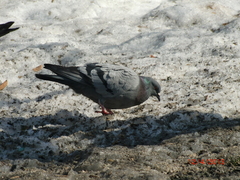 Columba livia domestica