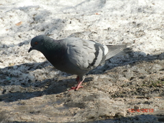 Columba livia domestica