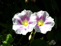 Ipomoea setosa sepacuitensis