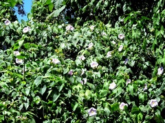 Ipomoea setosa sepacuitensis