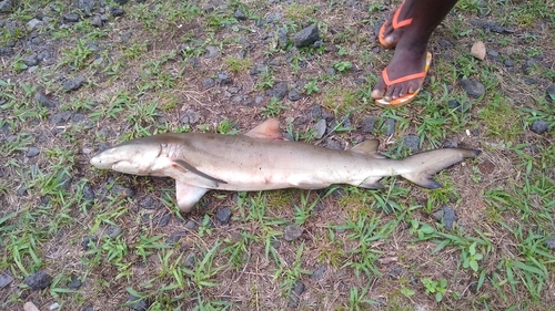 Lemon Shark (Negaprion brevirostris), a species recorded in Florida