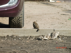 Passer domesticus