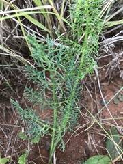 Afrosciadium magalismontanum