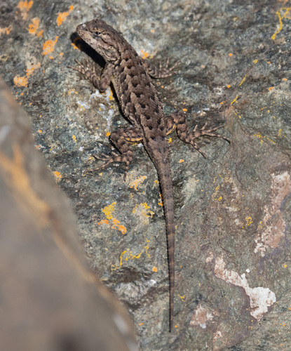 Western Fence Lizard observed by nettiecat