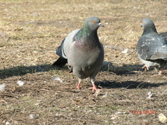 Columba livia domestica