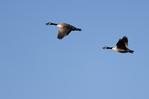 Canada Goose observed by nettiecat