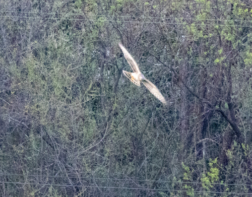 Northern Harrier observed by nettiecat