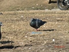 Columba livia domestica