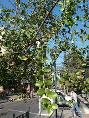 Quillaja saponaria